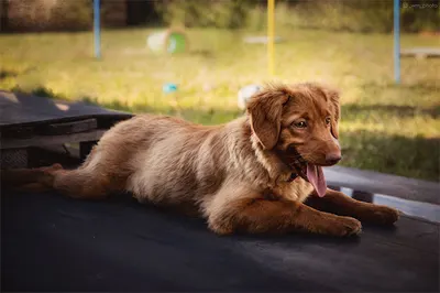 Kaja Zawacka - behawiorysta i trener psów